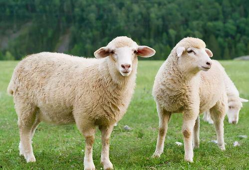 羊可以吃贝贝瓜嘛视频,揭秘羊能否享用贝贝瓜