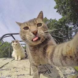 猫吃蓝瓜视频播放在线观看,萌态百出视频在线观看