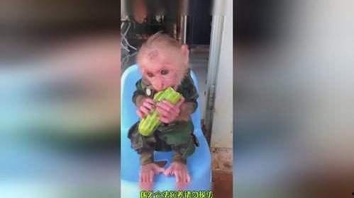 爱吃瓜吃货视频,揭秘吃货视频中的美味瓜果世界