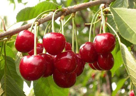 吃瓜樱桃事件视频,一场网络热议的真相揭秘