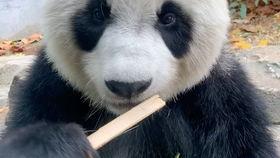 虎子吃瓜的视频,揭秘娱乐圈幕后故事