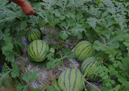 山西孝义吃瓜视频,一场别开生面的乡村美食盛宴