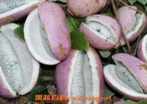 吃八月瓜好吃吗视频讲解