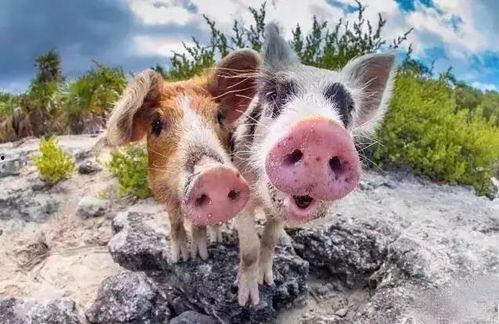 猪吃瓜的素材视频大全