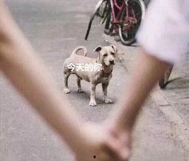 吃瓜群众舔狗视频大全,吃瓜群众揭秘网络现象背后的心理真相