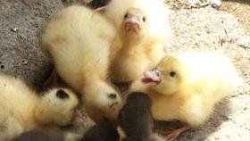 小鸭子吃瓜视频,萌态十足引网友爆笑