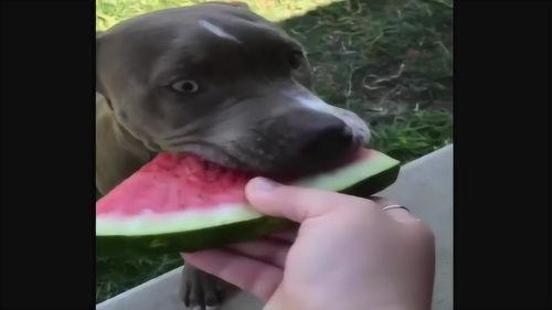 狗吃瓜的视频大全,趣味视频大全集锦