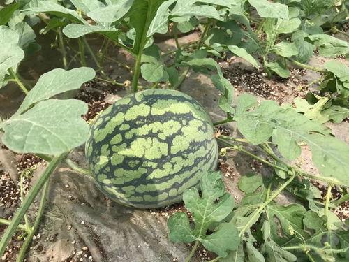 如何给花皮瓜摘心吃呢视频,花皮瓜摘心技巧与美味食用指南