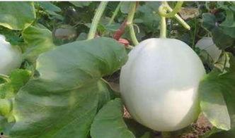 柯基吃白兰瓜好吗视频