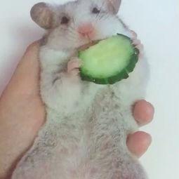 金丝熊吃瓜视频