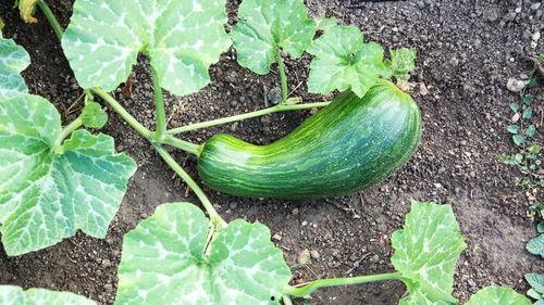 婴儿怎么吃瓠瓜最好呢视频,营养美味两不误