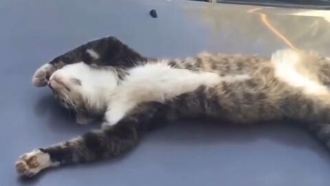 宠物猫吃瓜的视频