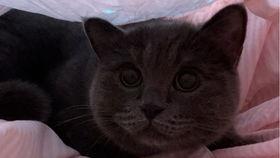 给小猫吃瓜视频