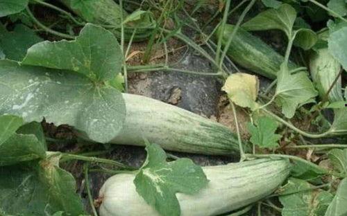 五月份吃酥瓜好吗视频讲解