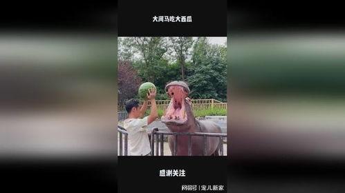 大河马吃瓜视频