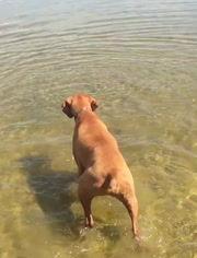 宠物吃瓜搞笑视频大全下载