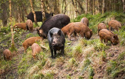 野猪吃红瓜视频播放大全,视频播放量爆表！