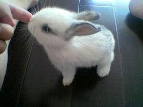 宠物兔吃瓜视频下载安装,萌宠欢乐时光轻松get！