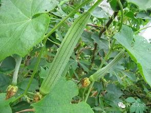 种花吃瓜的视频,一场别开生面的田园生活体验