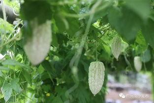 广州南沙吃瓜视频