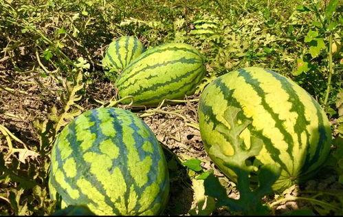 小康吃瓜视频在线观看网站