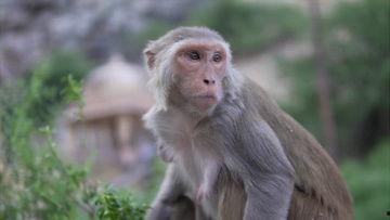 大熊猫吃蜜瓜视频下载,大熊猫萌态可掬吃瓜瞬间