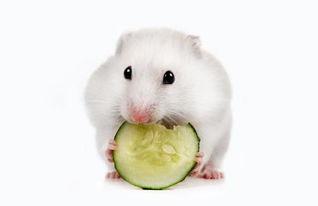 仓鼠可以吃梨瓜嘛视频讲解,仓鼠新宠？揭秘仓鼠能否享用美味梨瓜