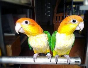 凯克鹦鹉吃蜜瓜视频播放