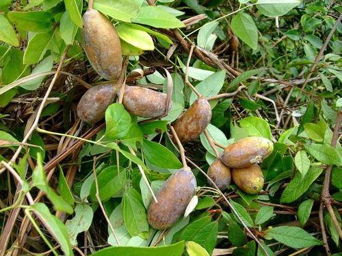 如何吃八月瓜视频,视频教你轻松解锁夏日清新口感