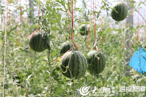 惠州牧马湖吃瓜事件视频,一场引发热议的网络狂欢