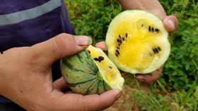 开瓜吃瓜视频,揭秘网络热门视频背后的故事