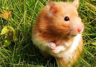 金丝熊可以吃熟瓜吗视频,熟瓜成为新宠