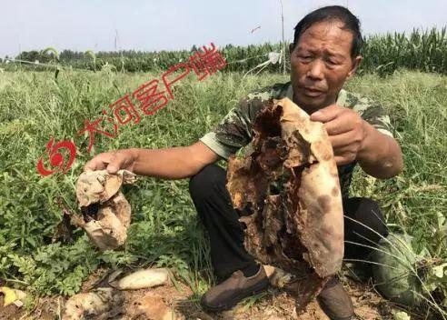 大新县吃瓜事件真相视频