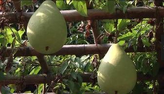 走廊吃瓜视频,揭秘校园里的那些“秘密”瞬间